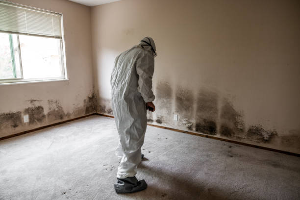 Why You Should Choose Our Mold Remediation Services in Innsbrook, VA